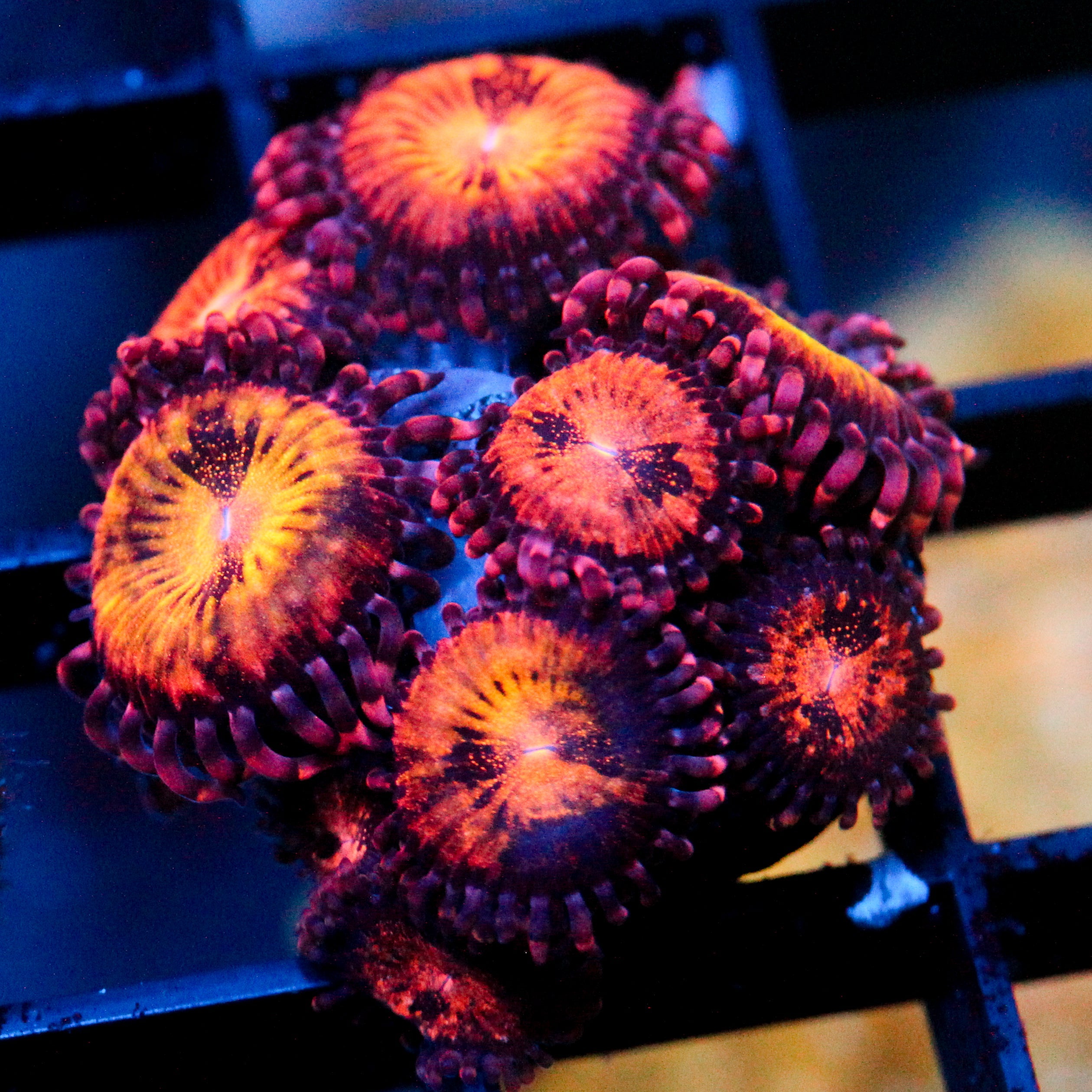 JC Speckled Kraze Zoanthid