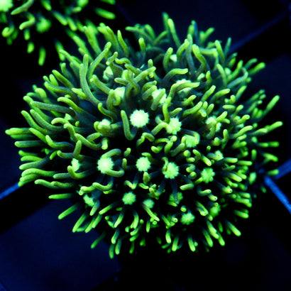 JC GSP