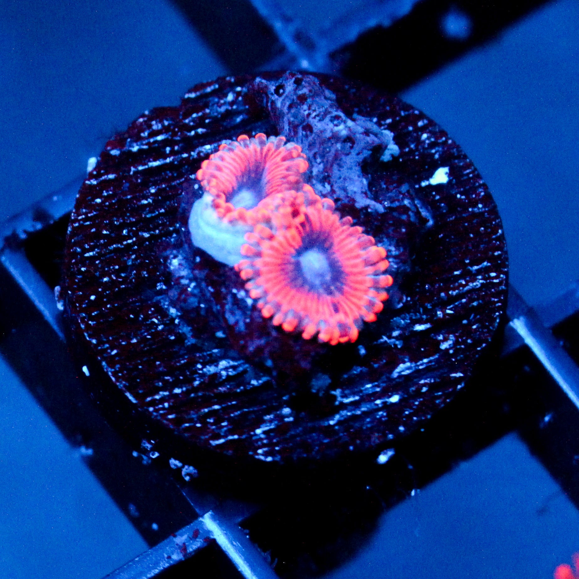 JC Typhloshion Zoanthid