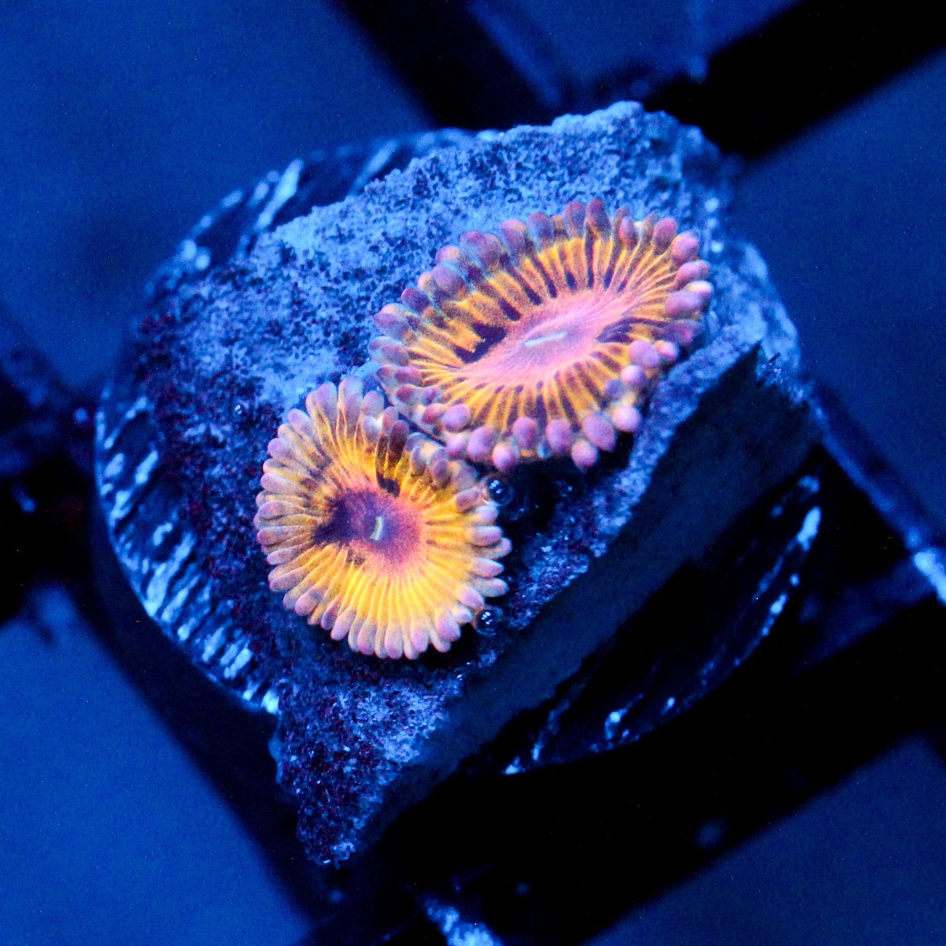 JC Pink Seam Zoanthid