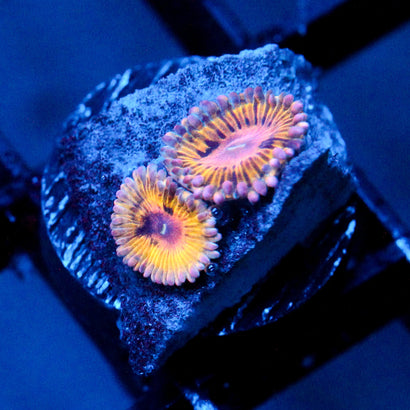 JC Pink Seam Zoanthid