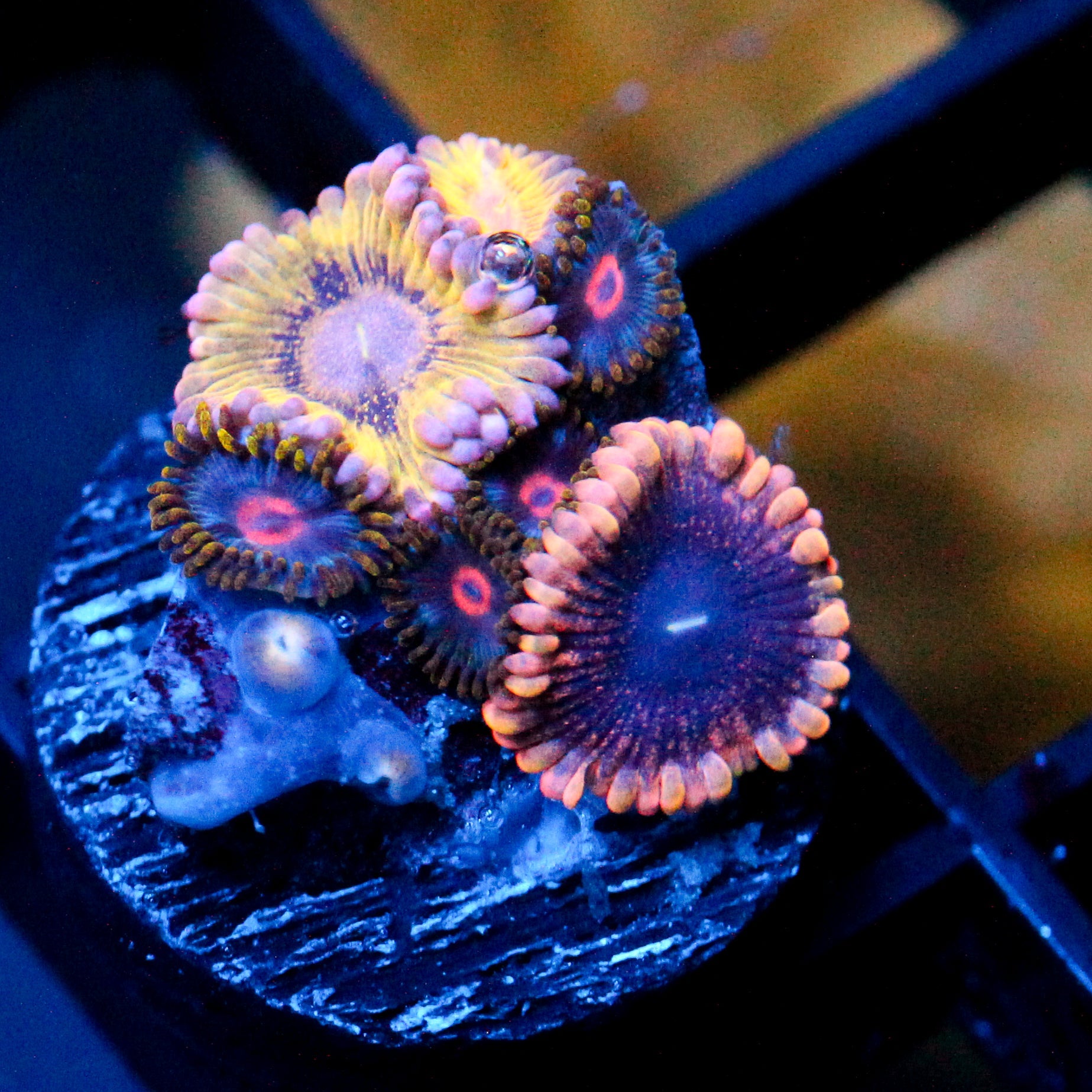 JC Zoa Garden Seed