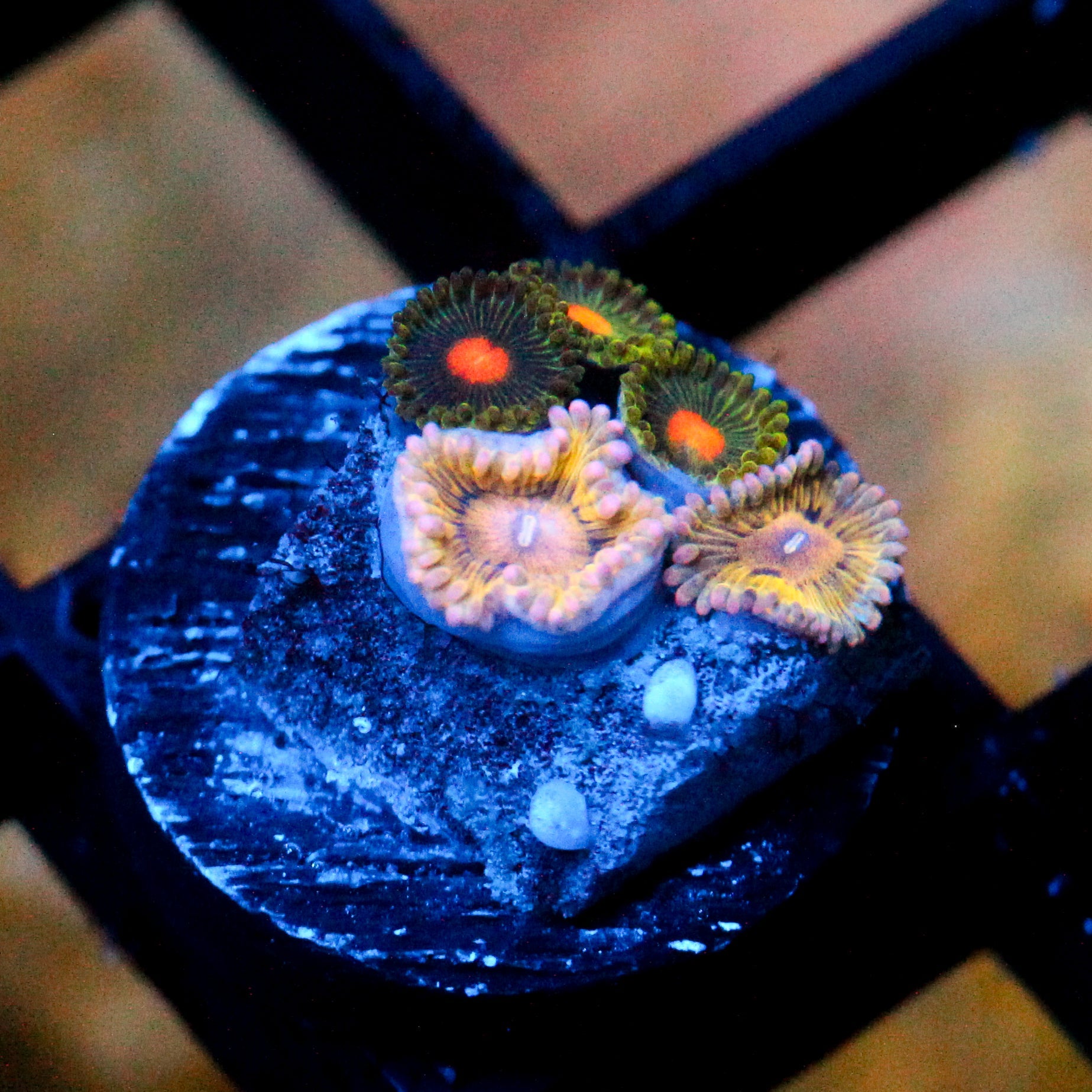 JC Zoa Garden Seed