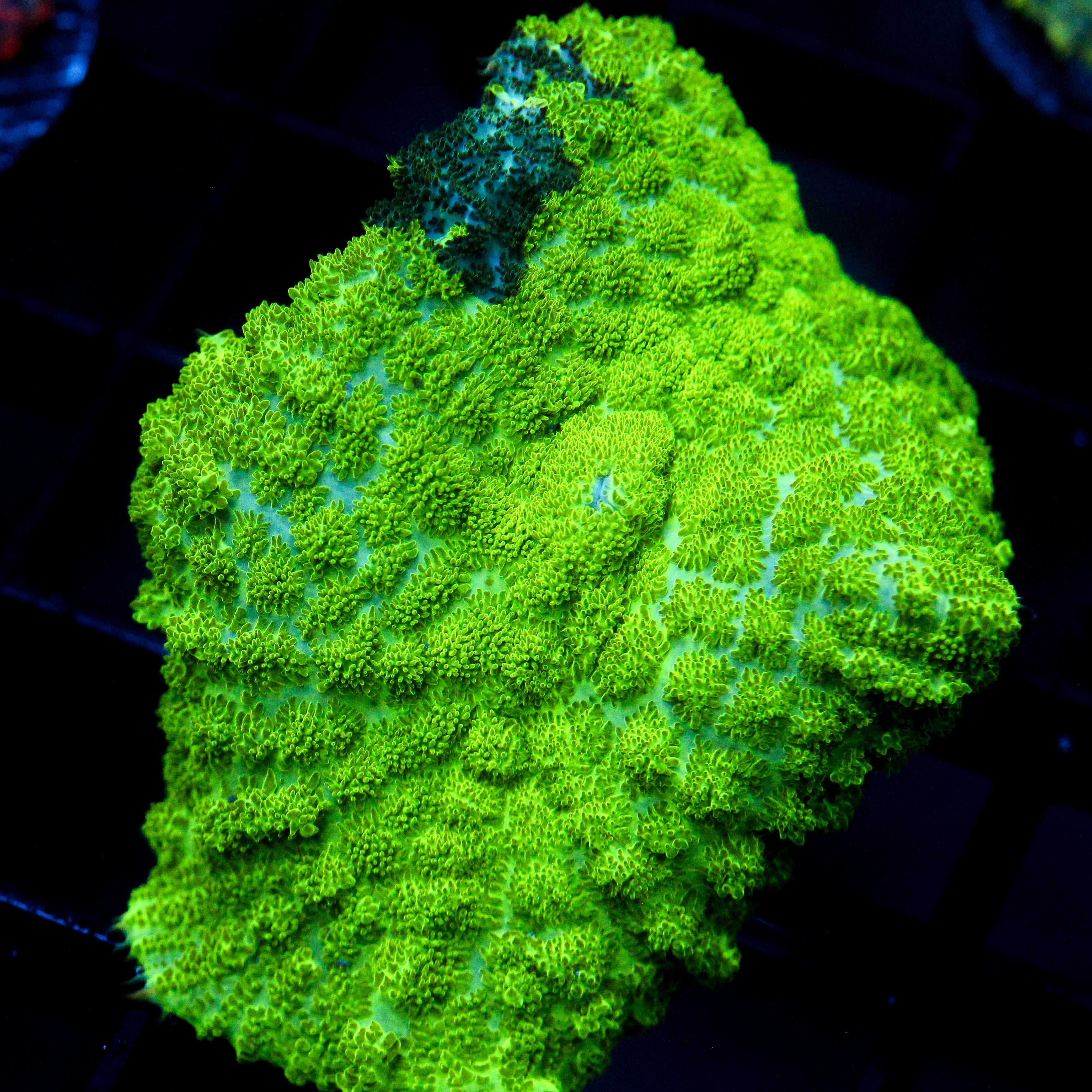 JC Kryptonite Rhodactis Mushroom