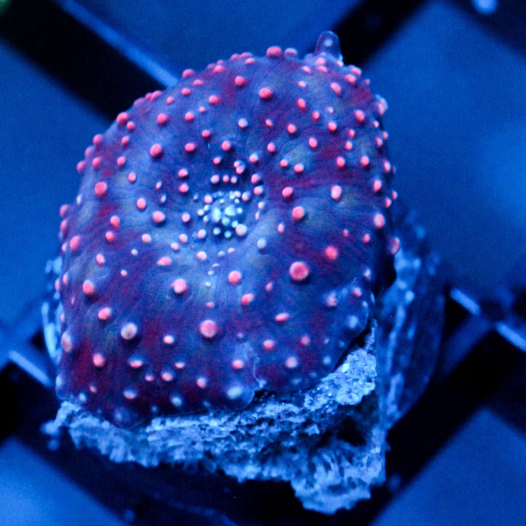 JC Pink Pimple Discosoma