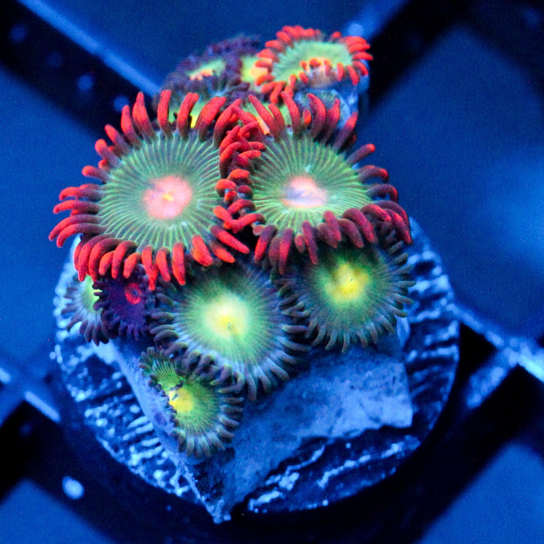 JC Gatorade+ Saturn Zoanthid
