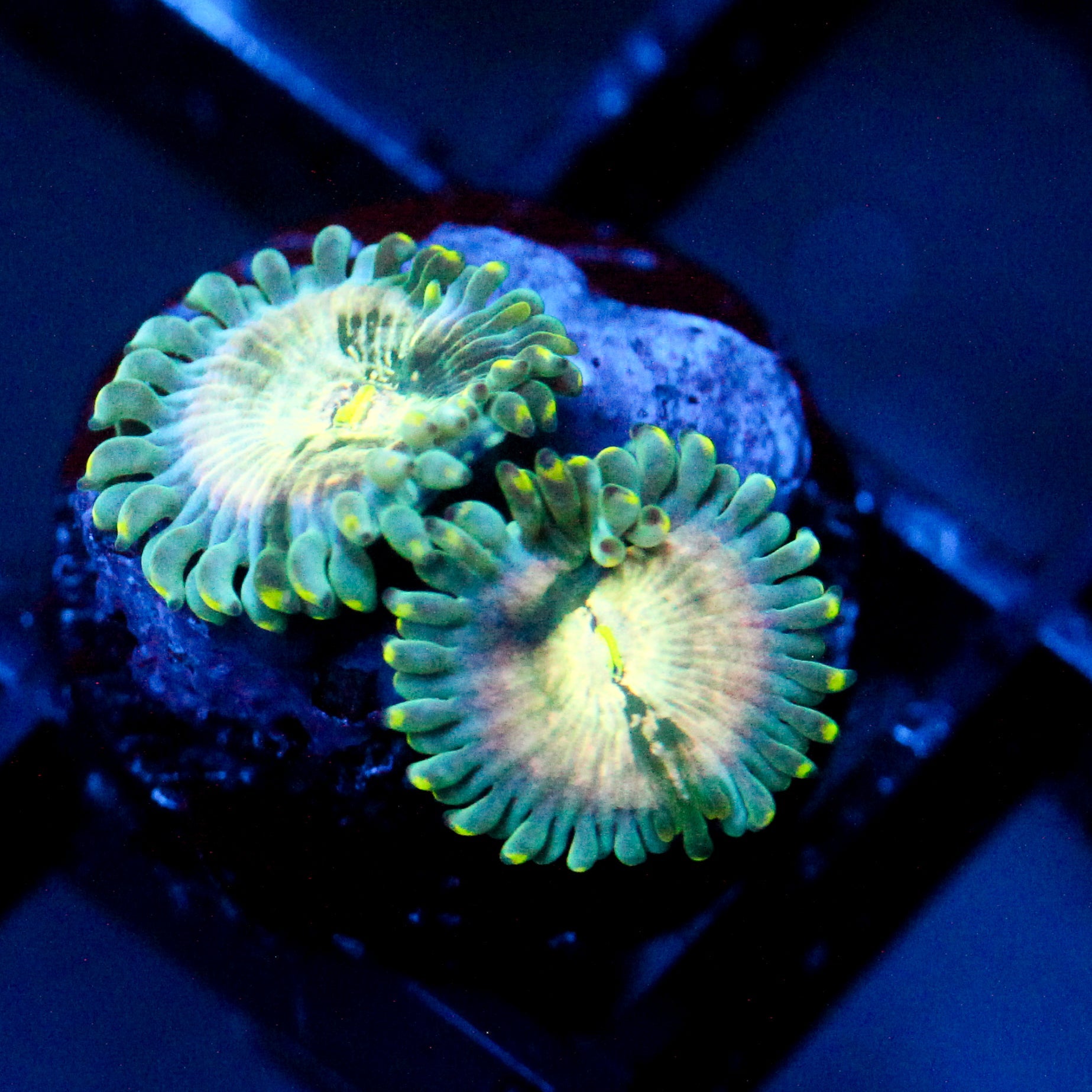 JC Hawaiian Ding Dang Zoanthid