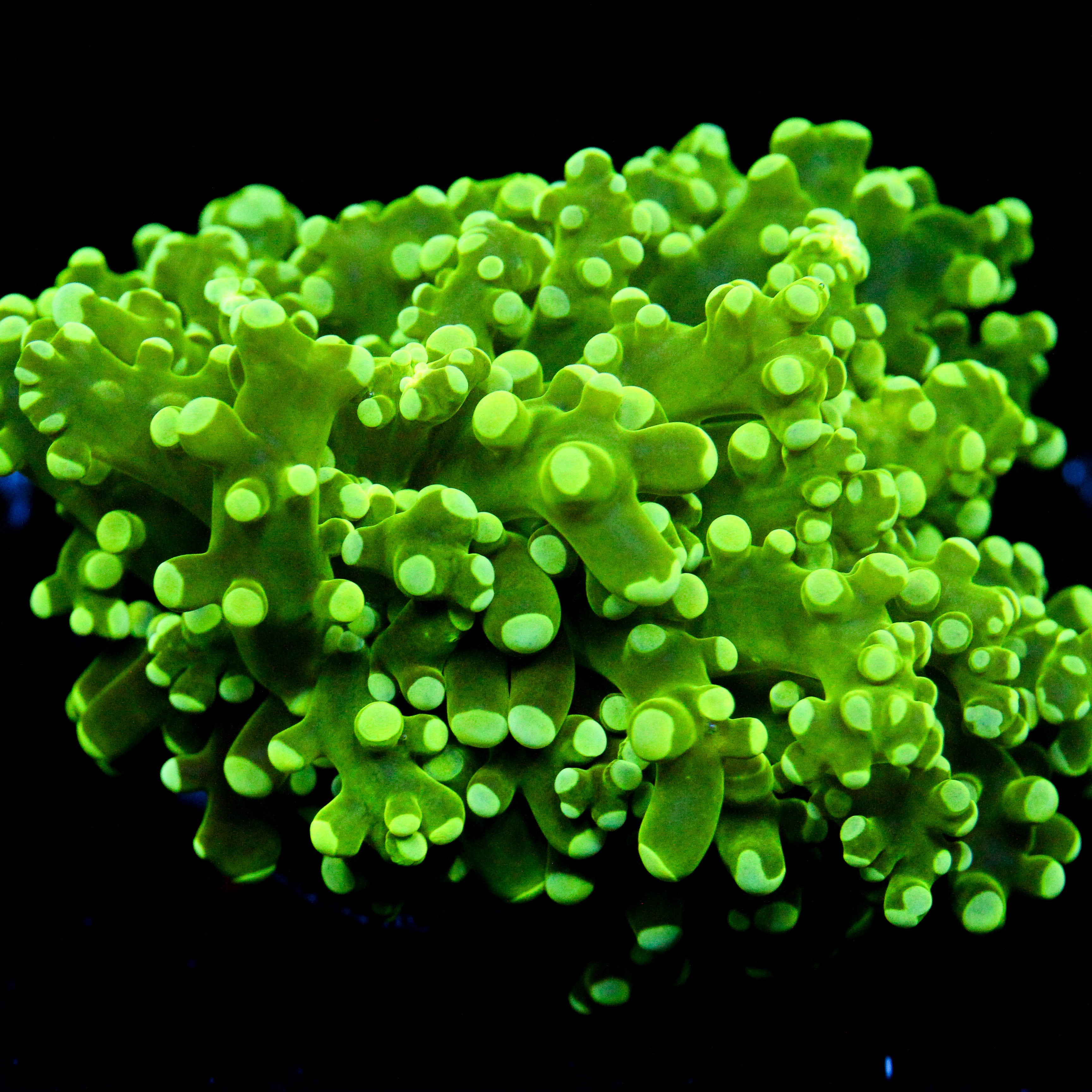 JC The Slime King Octo