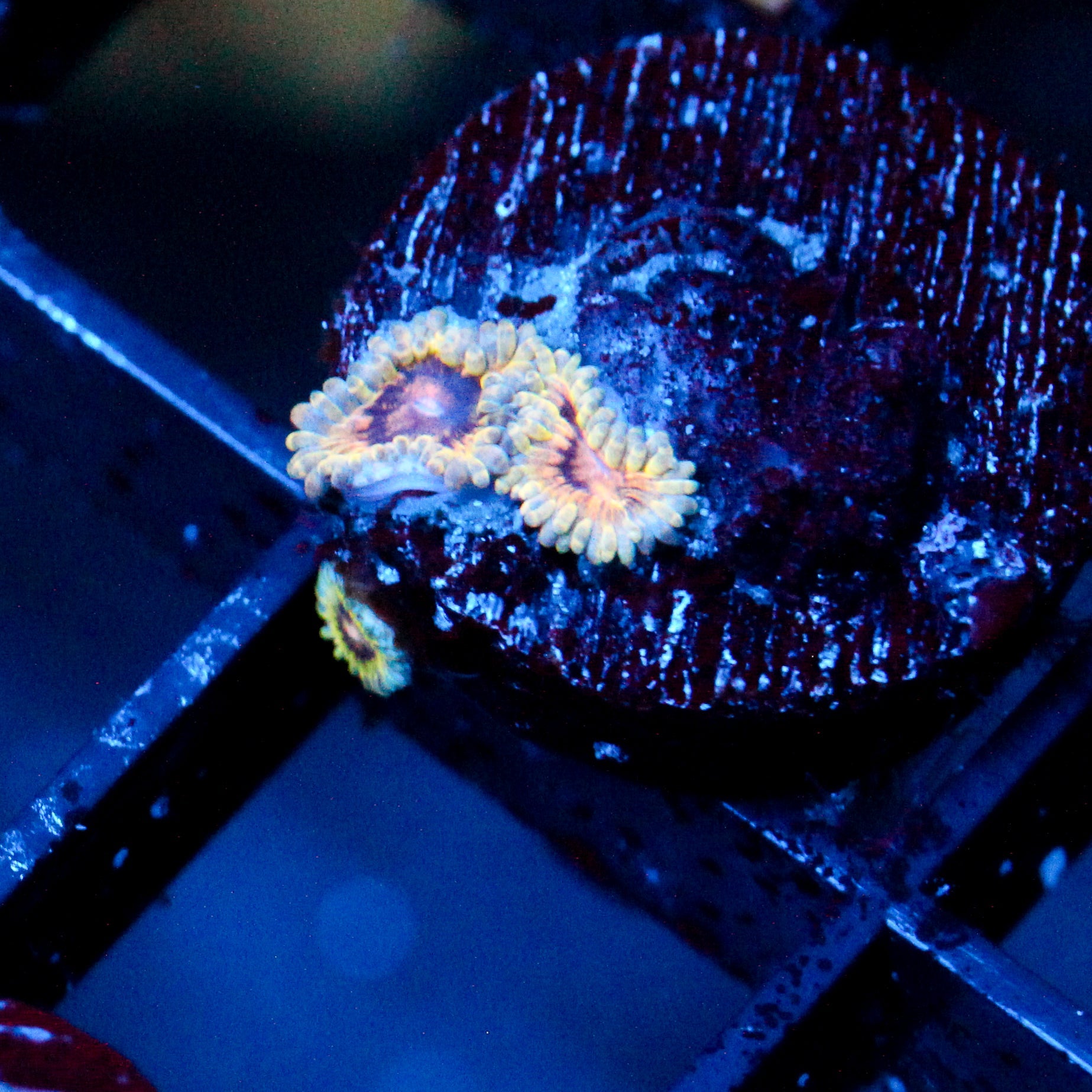 JC Oceanside Zoanthid