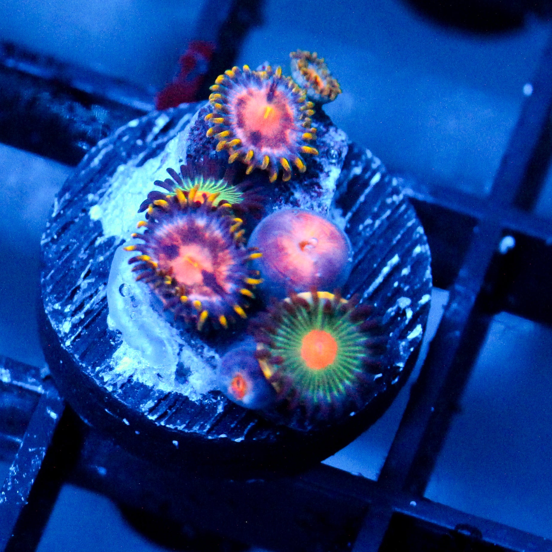 JC Plumb Insanity Zoanthid + Alien Blood