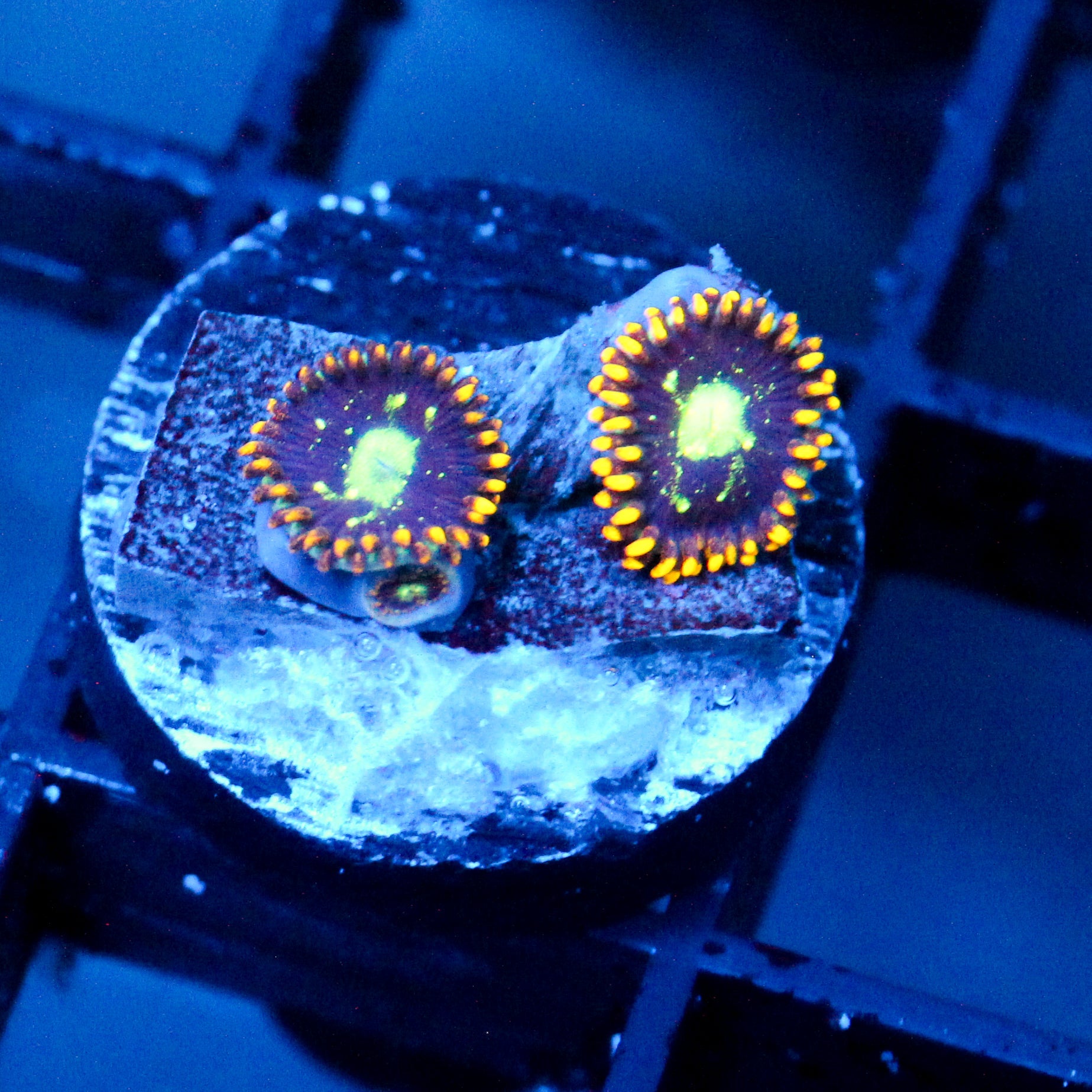 JC Dominator Zoanthid