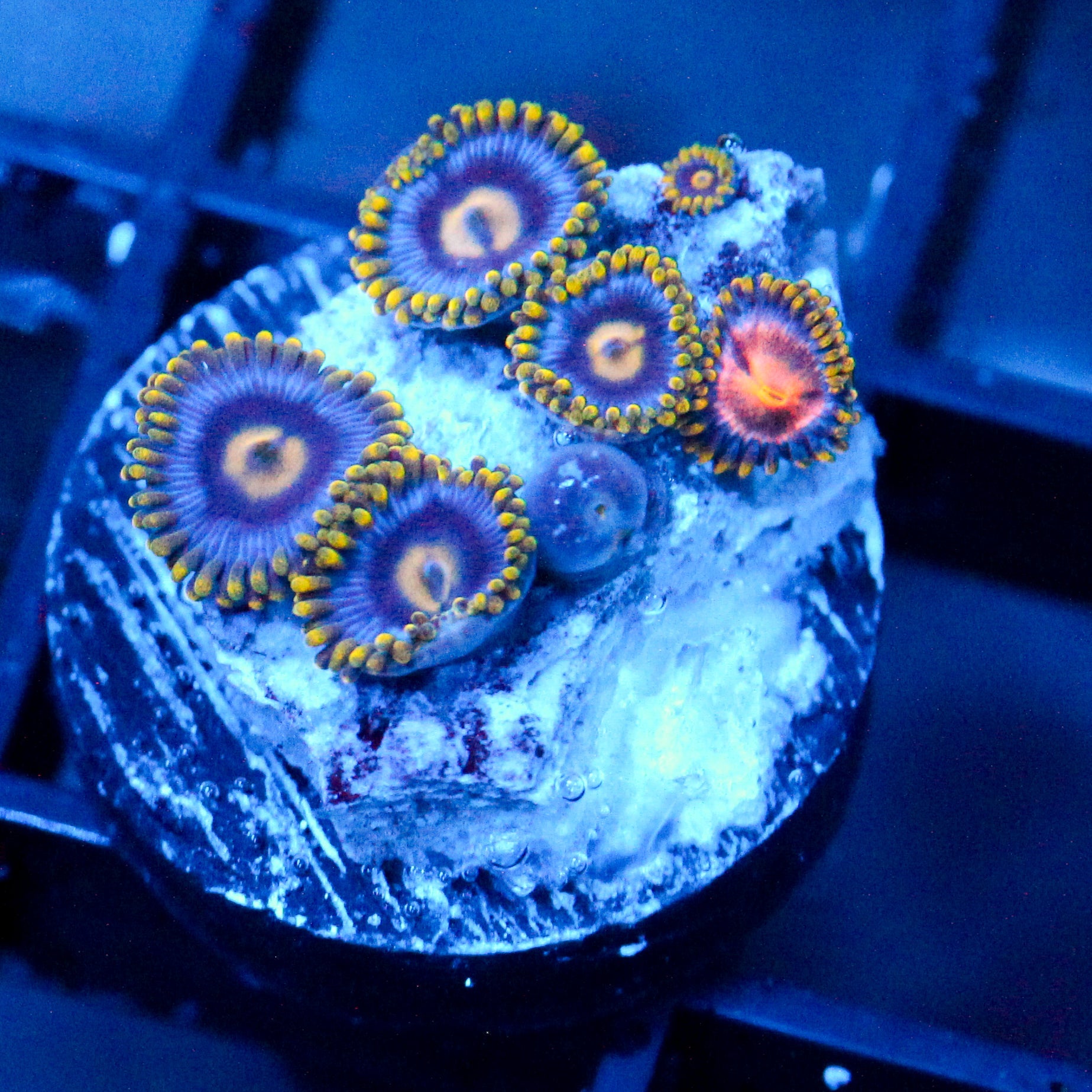 JC Gold Burn Zoanthid