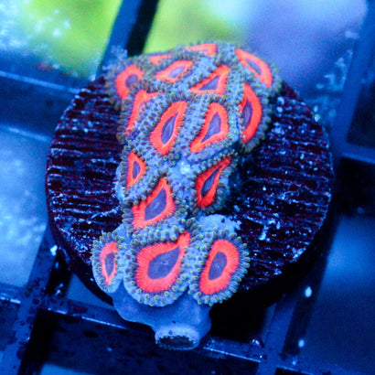 JF Fairytale Zoanthids