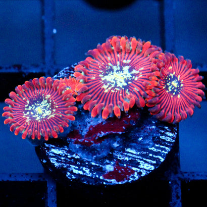 JC Magician's Zoanthid