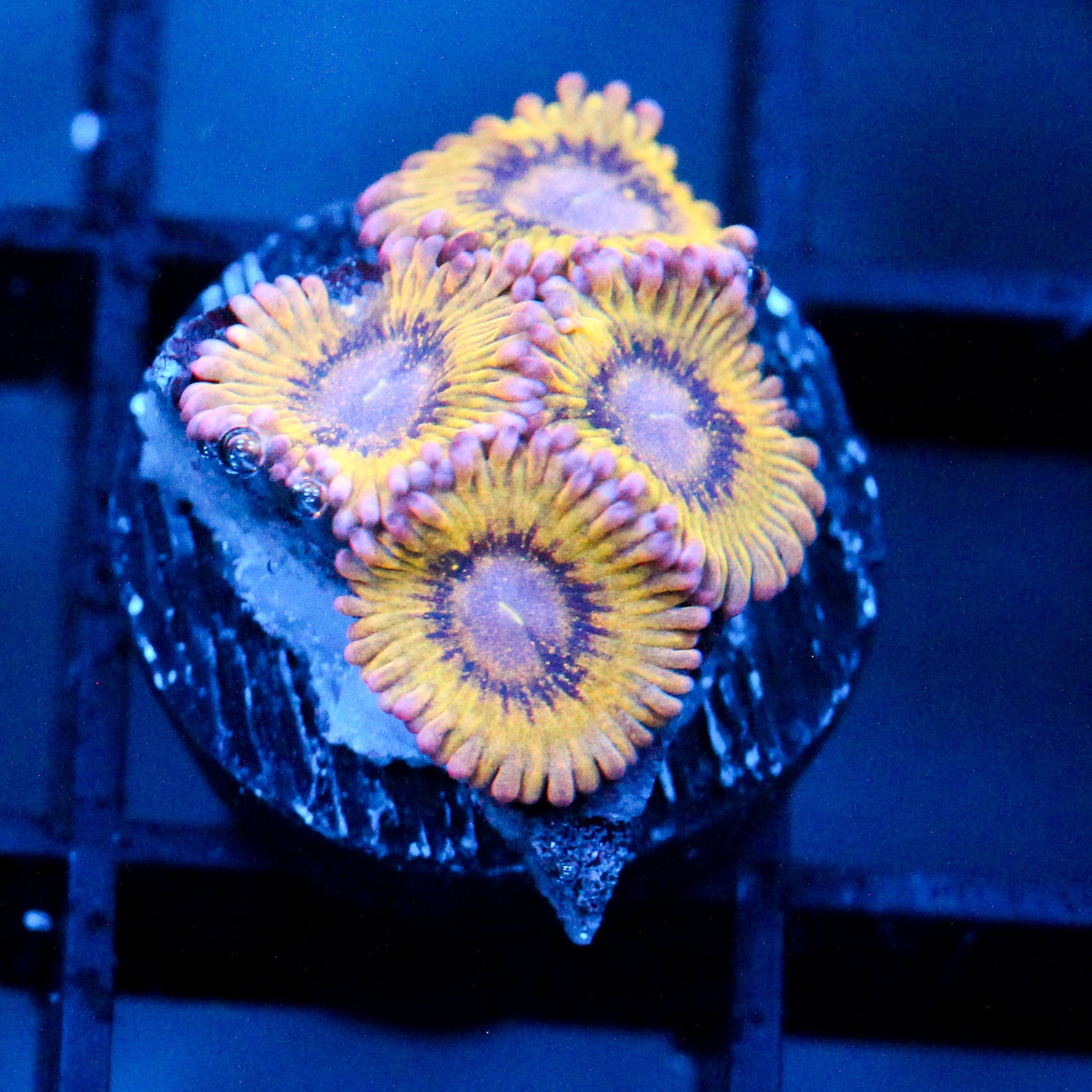 JC Pink Seam Zoanthid