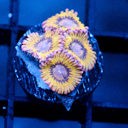 JC Pink Seam Zoanthid
