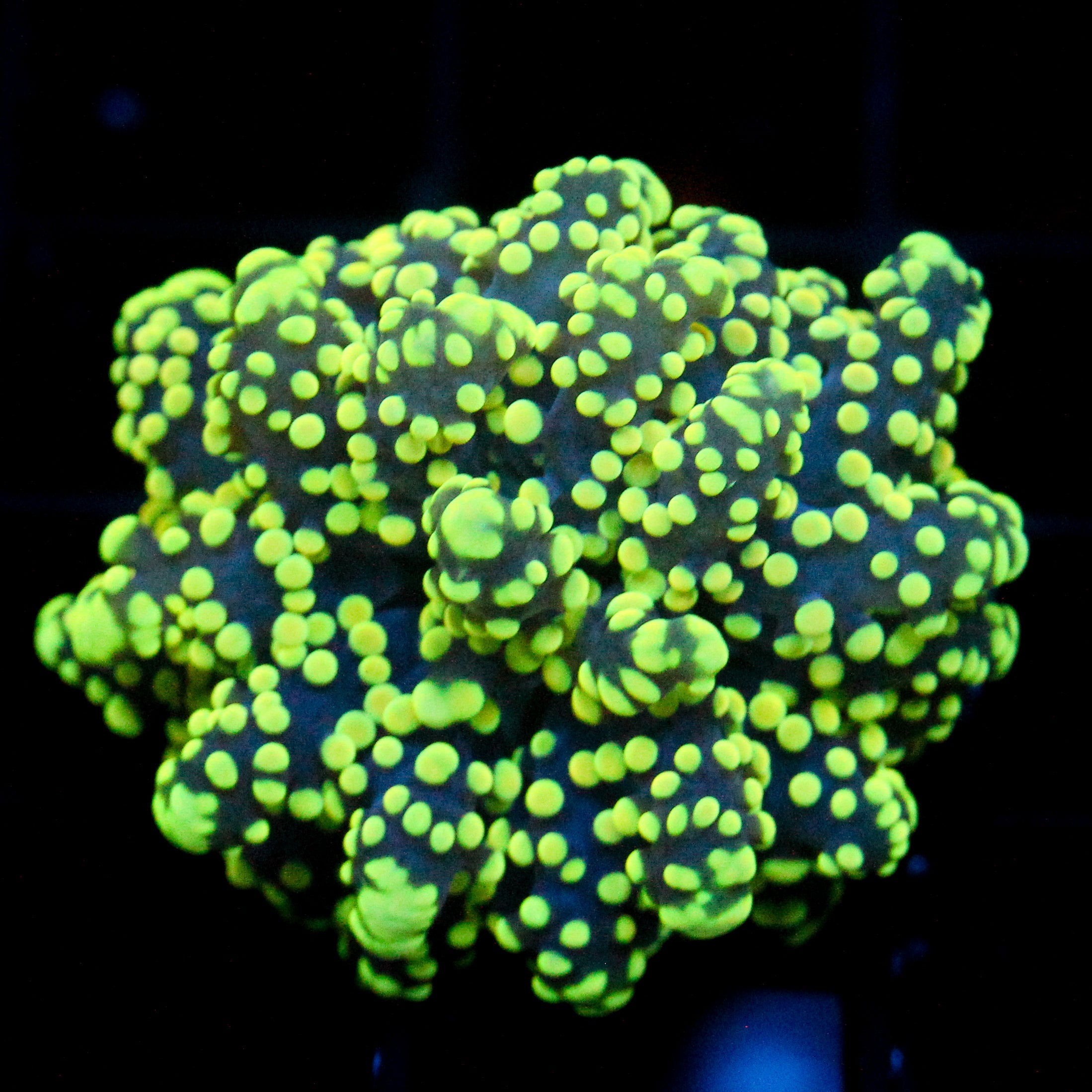 JC True Yellow Octo