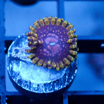 JC Purple Monster Zoanthid