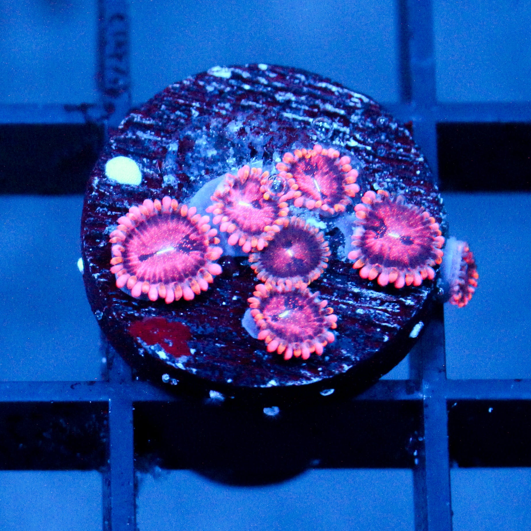 JC Purple Empress Zoanthid