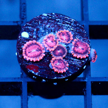JC Purple Empress Zoanthid