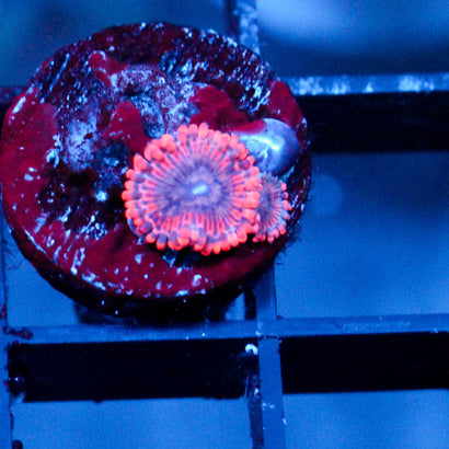 JC Utter Typhloshion Zoanthid