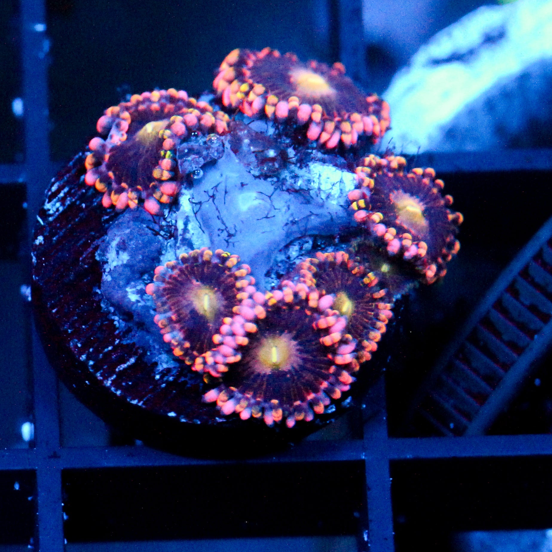 JC Bozos Birthday Zoanthid
