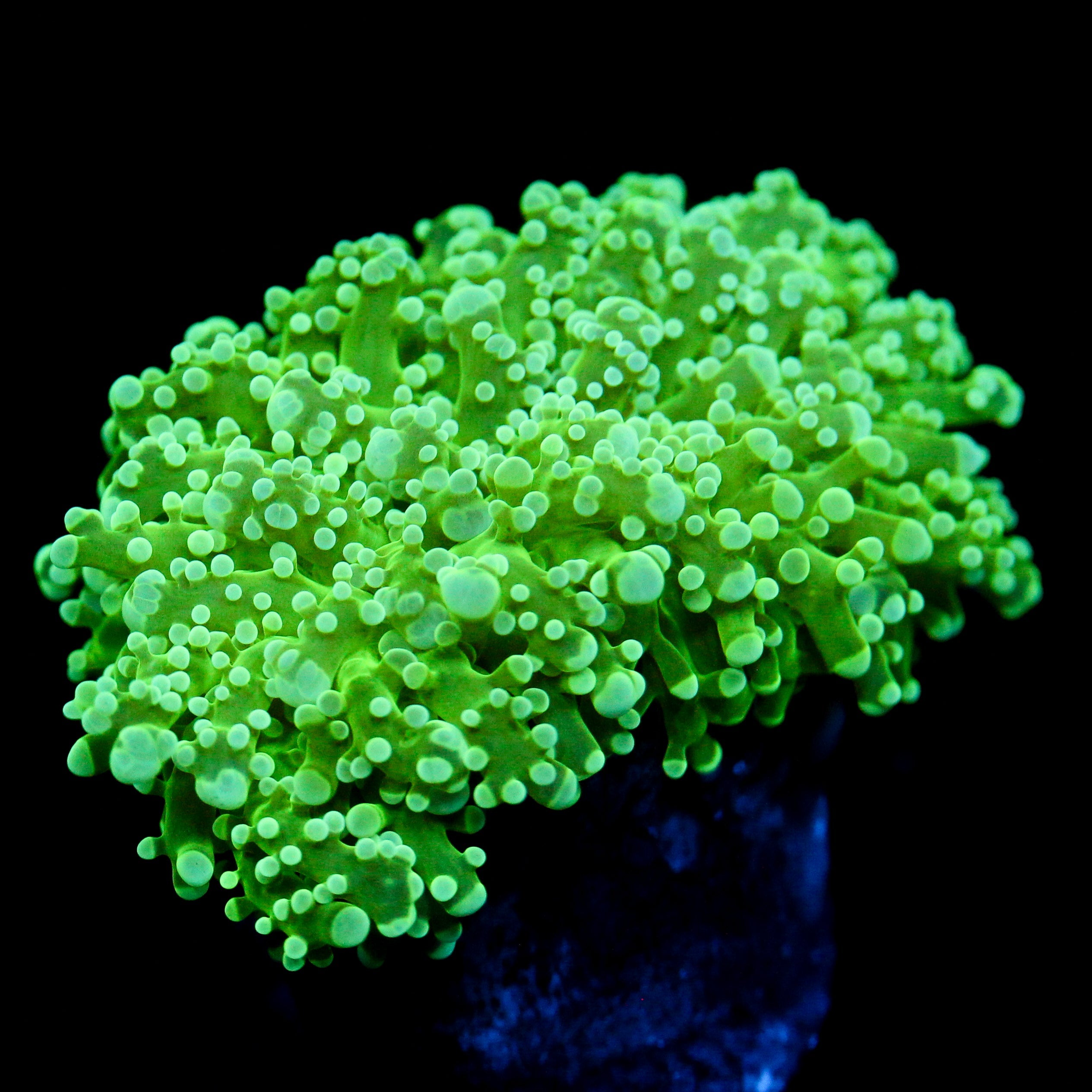 JC Ectoplasm Octo