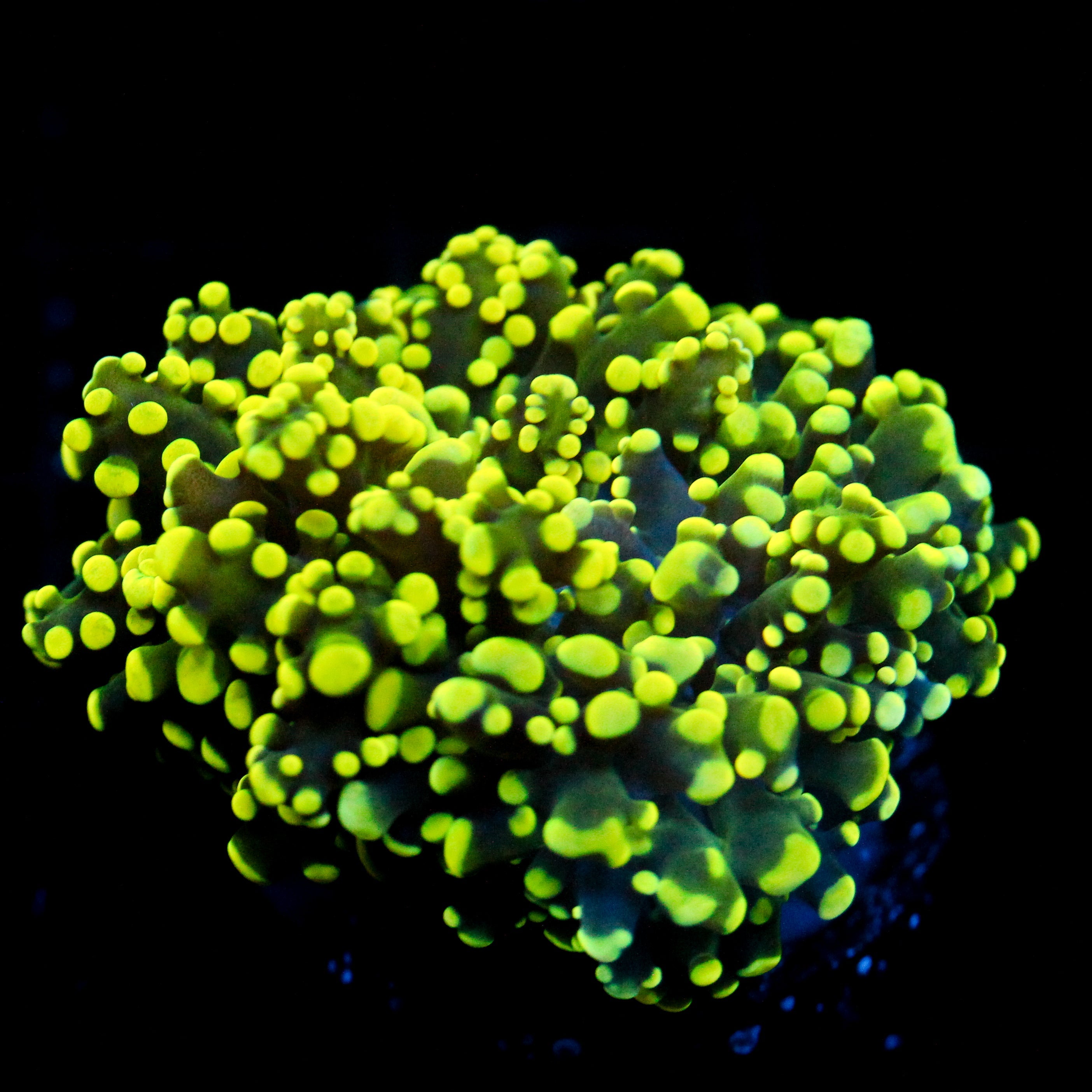 JC Neon Green Octo