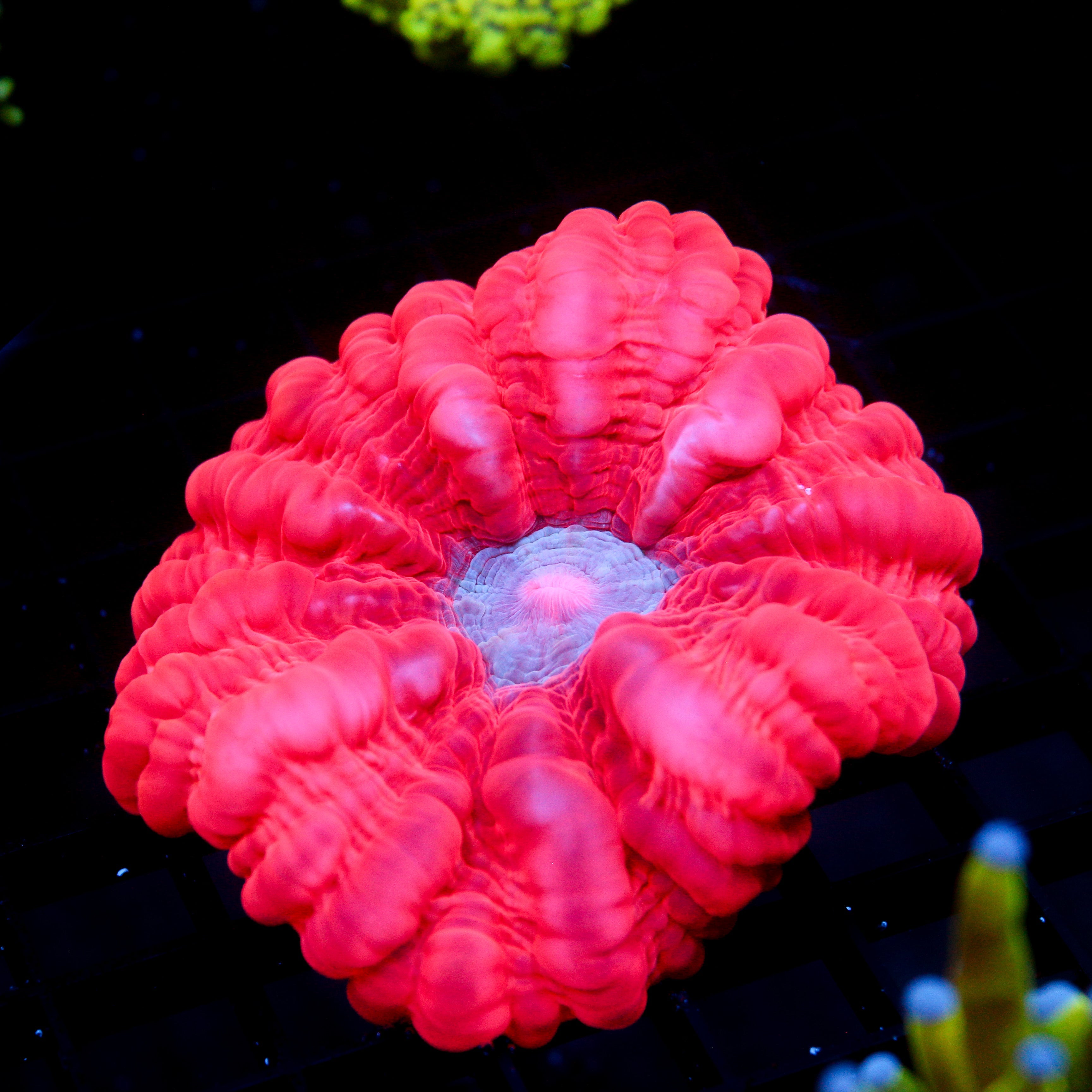 JC Cotton Candy Cynarina