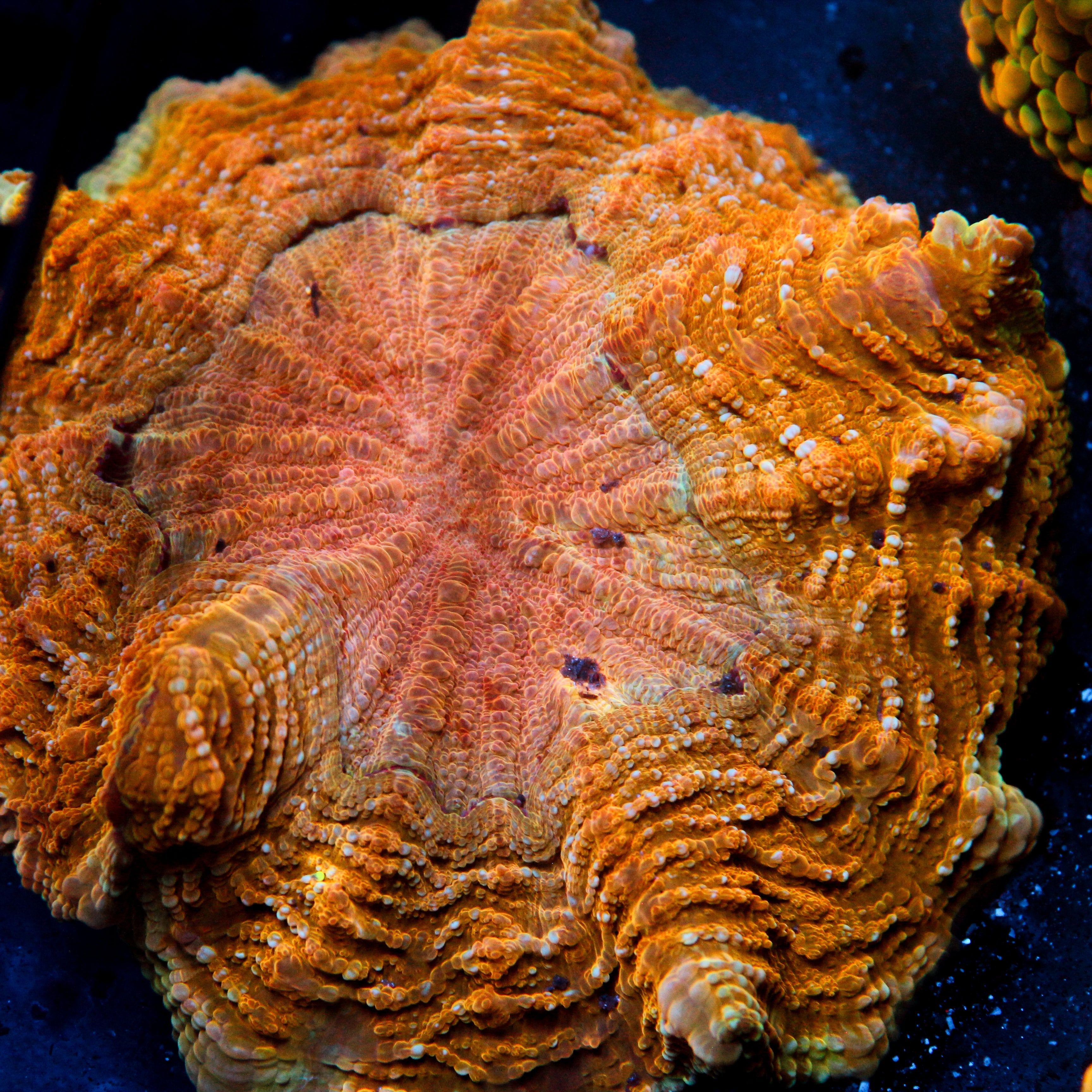 JC Orange Meltdown Acantho