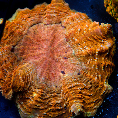 JC Orange Meltdown Acantho