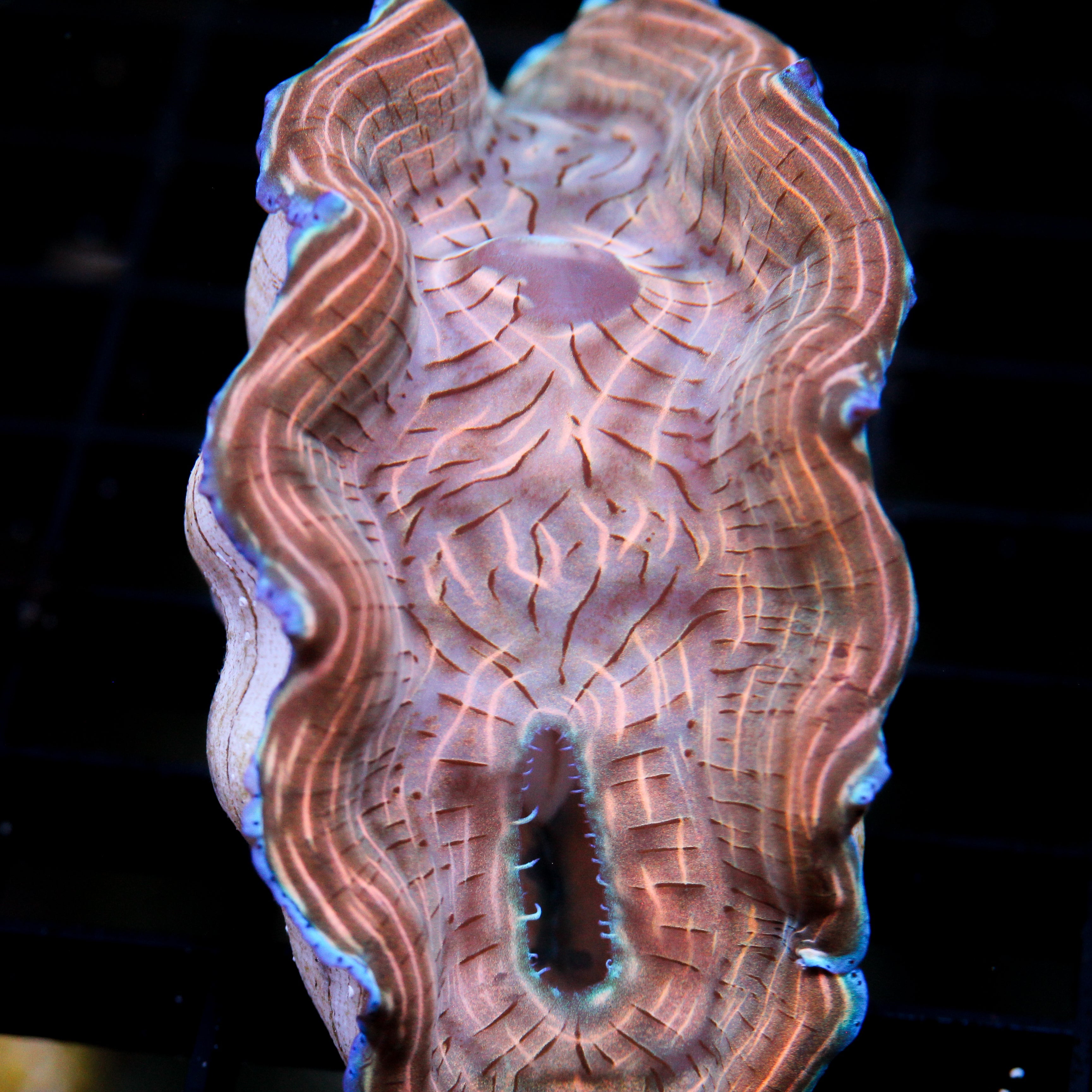 Biota Camo Derasa
