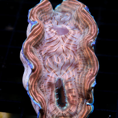 Biota Camo Derasa