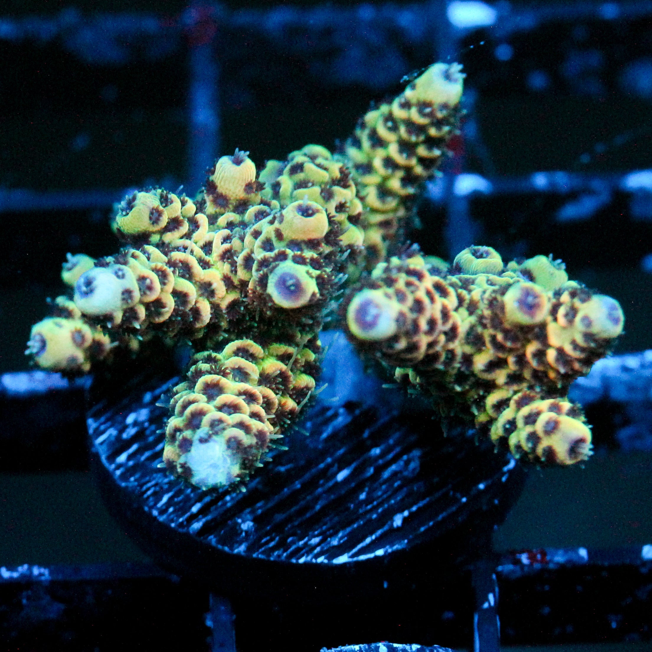 JC Gem Show