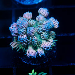 shopify auction