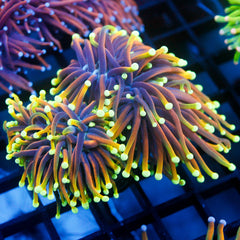 shopify auction