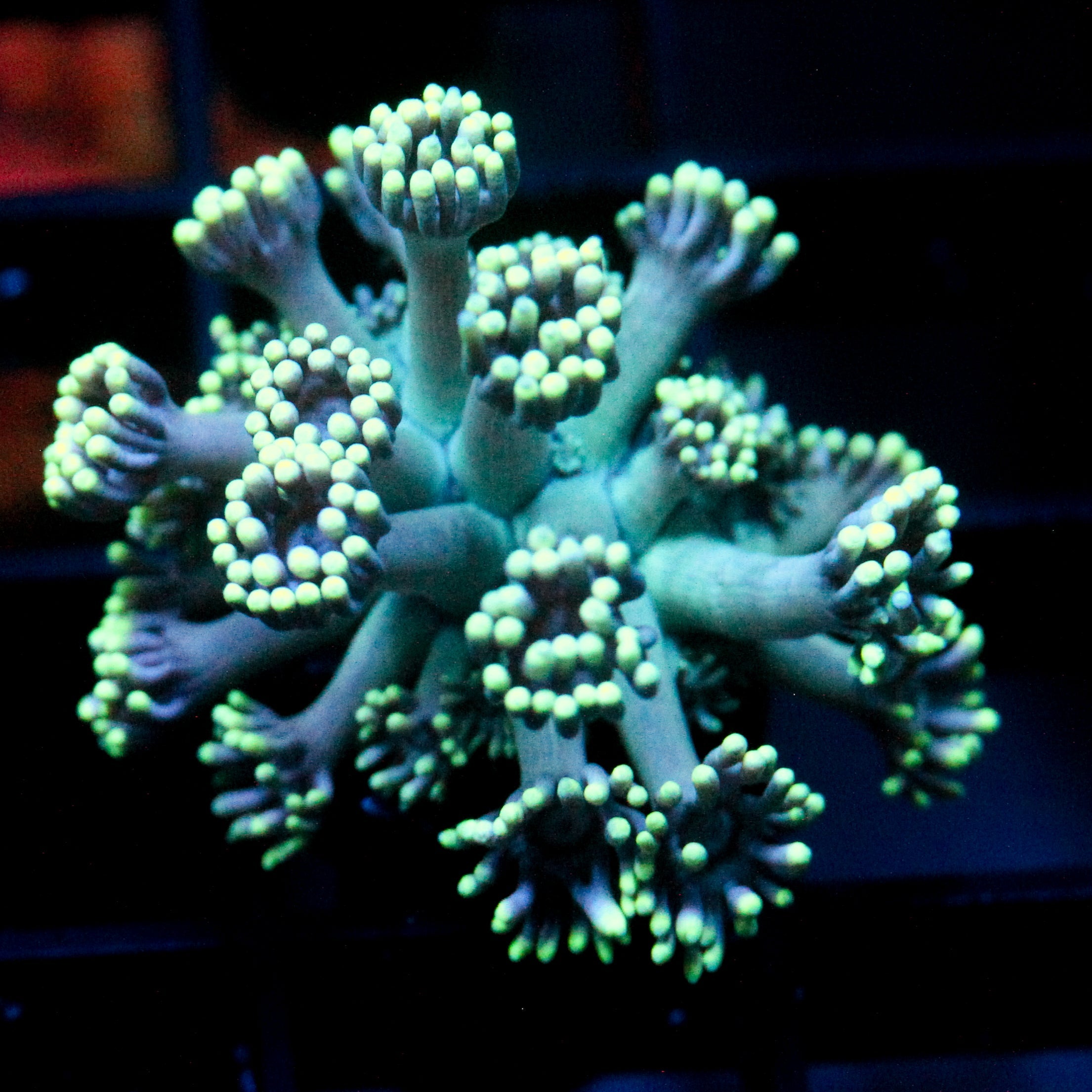 JC Seafoam Goni