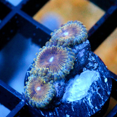 JC Blue Hologram Zoanthid