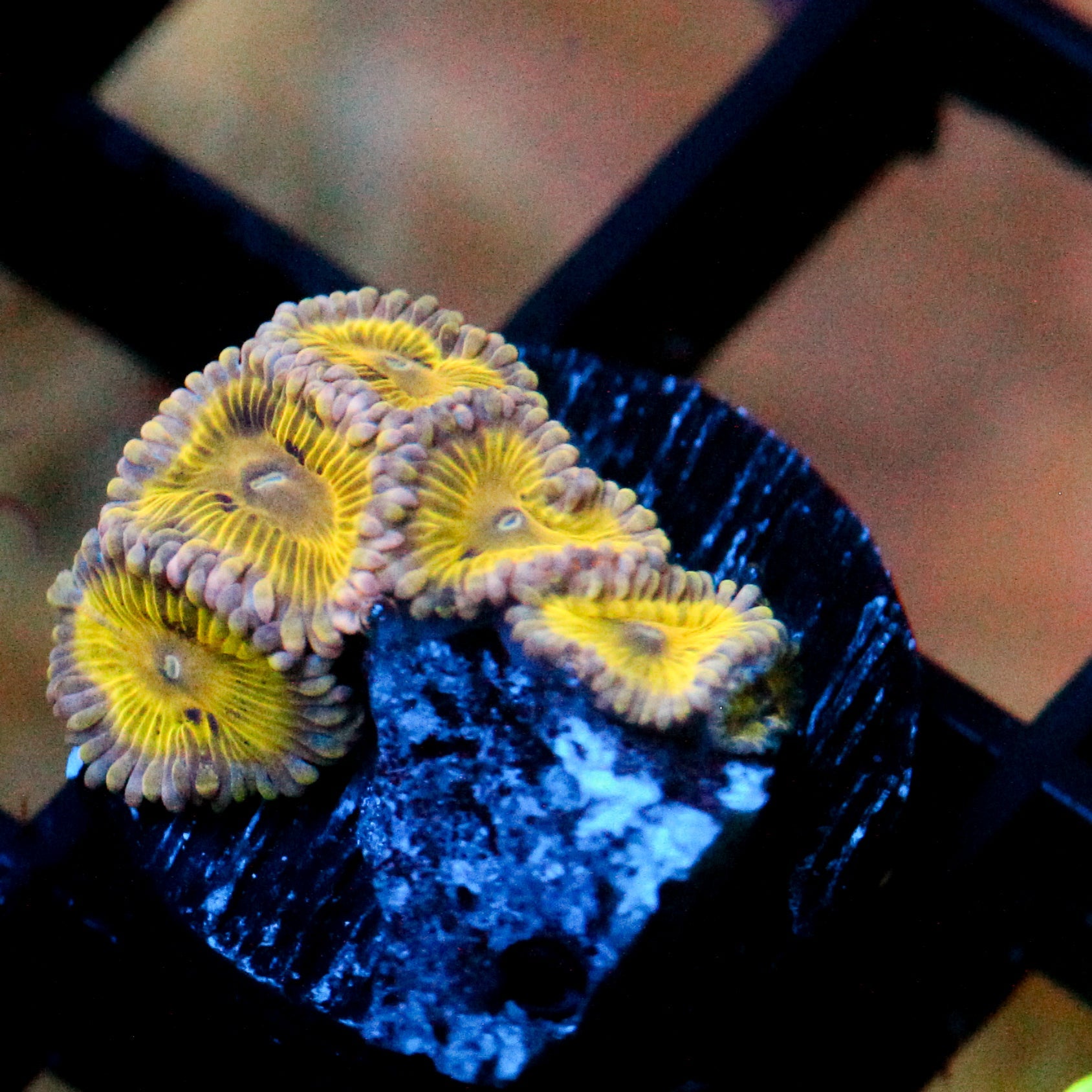 JC Pink Seam Zoanthid