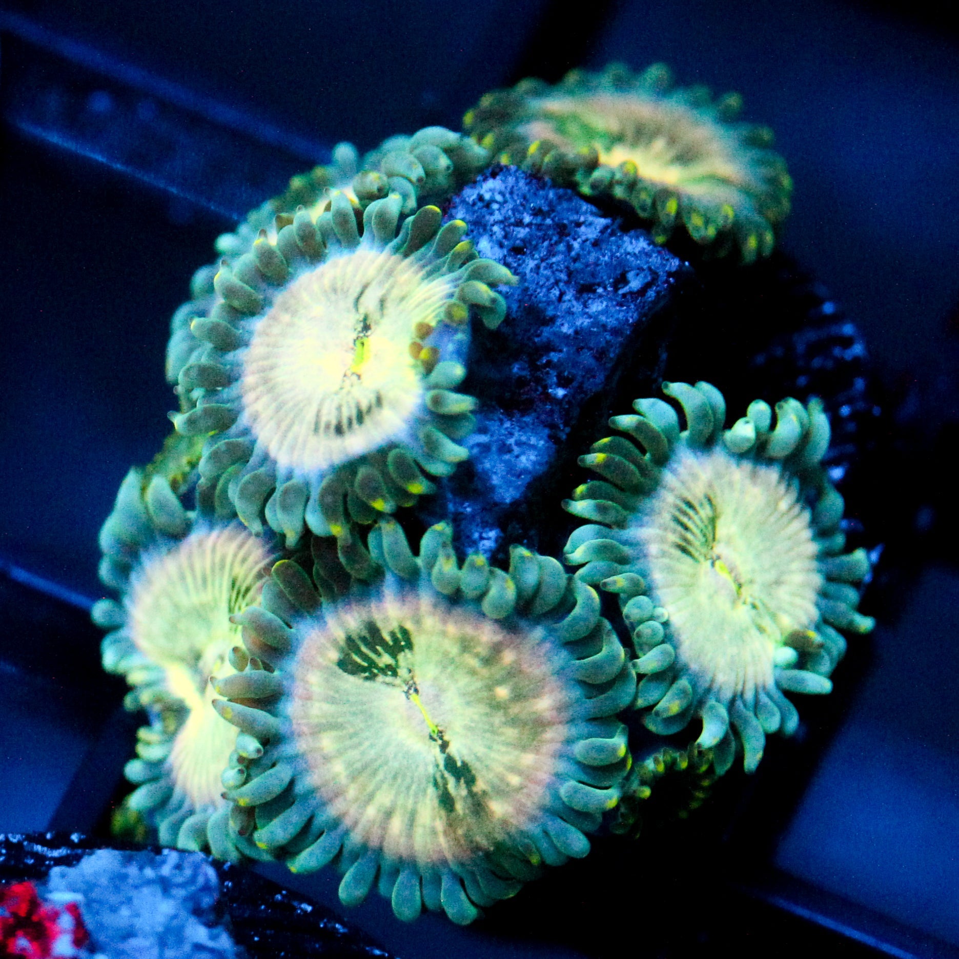 JC Hawaiian Ding Dang Zoanthid