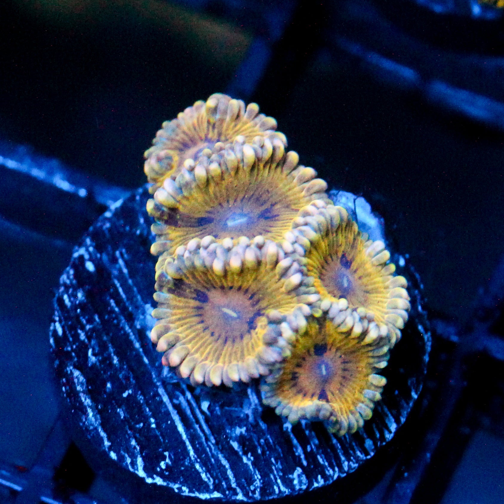 JC Midas Touch Zoanthid