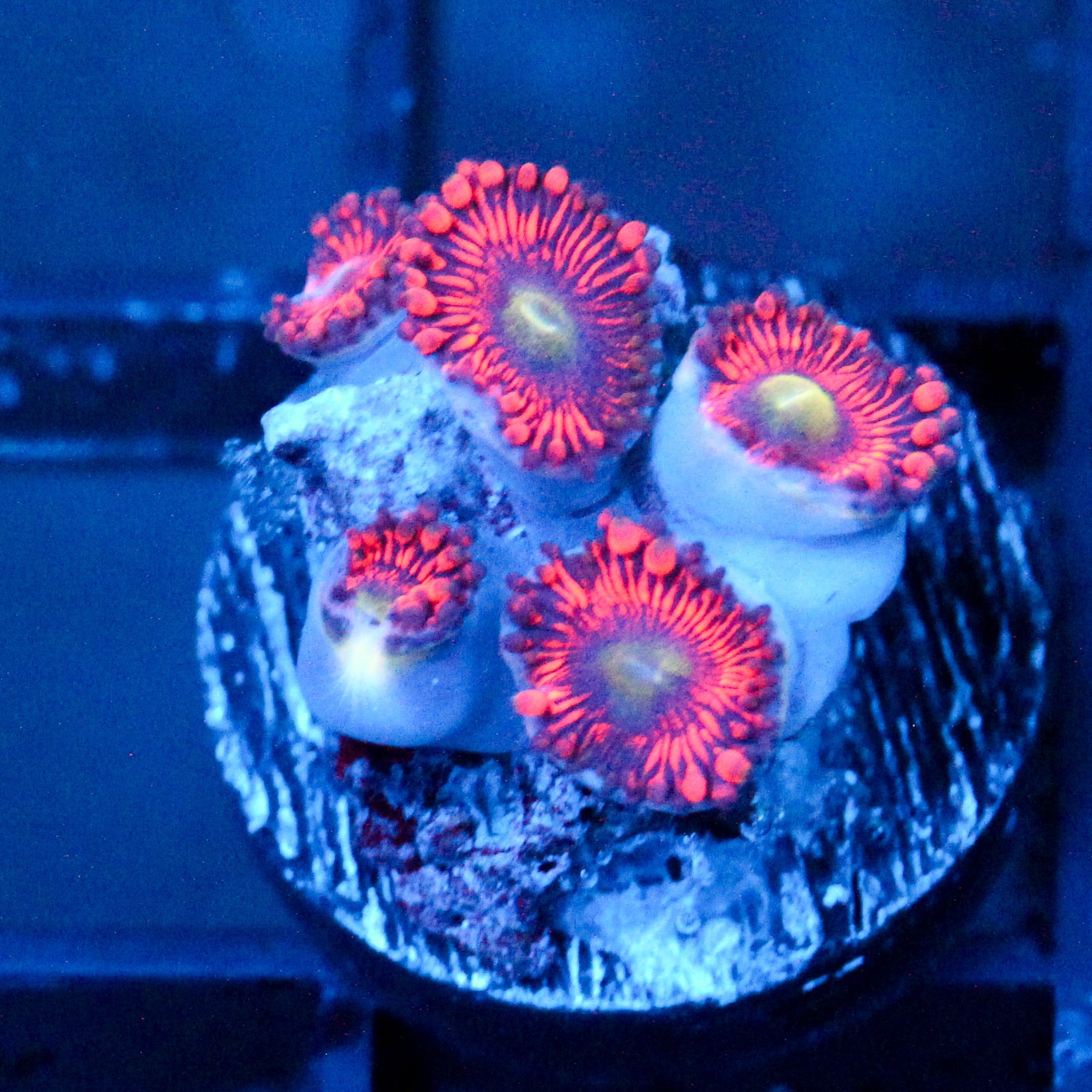 JC Valentines Blurr Zoanthid