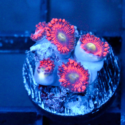 JC Valentines Blurr Zoanthid