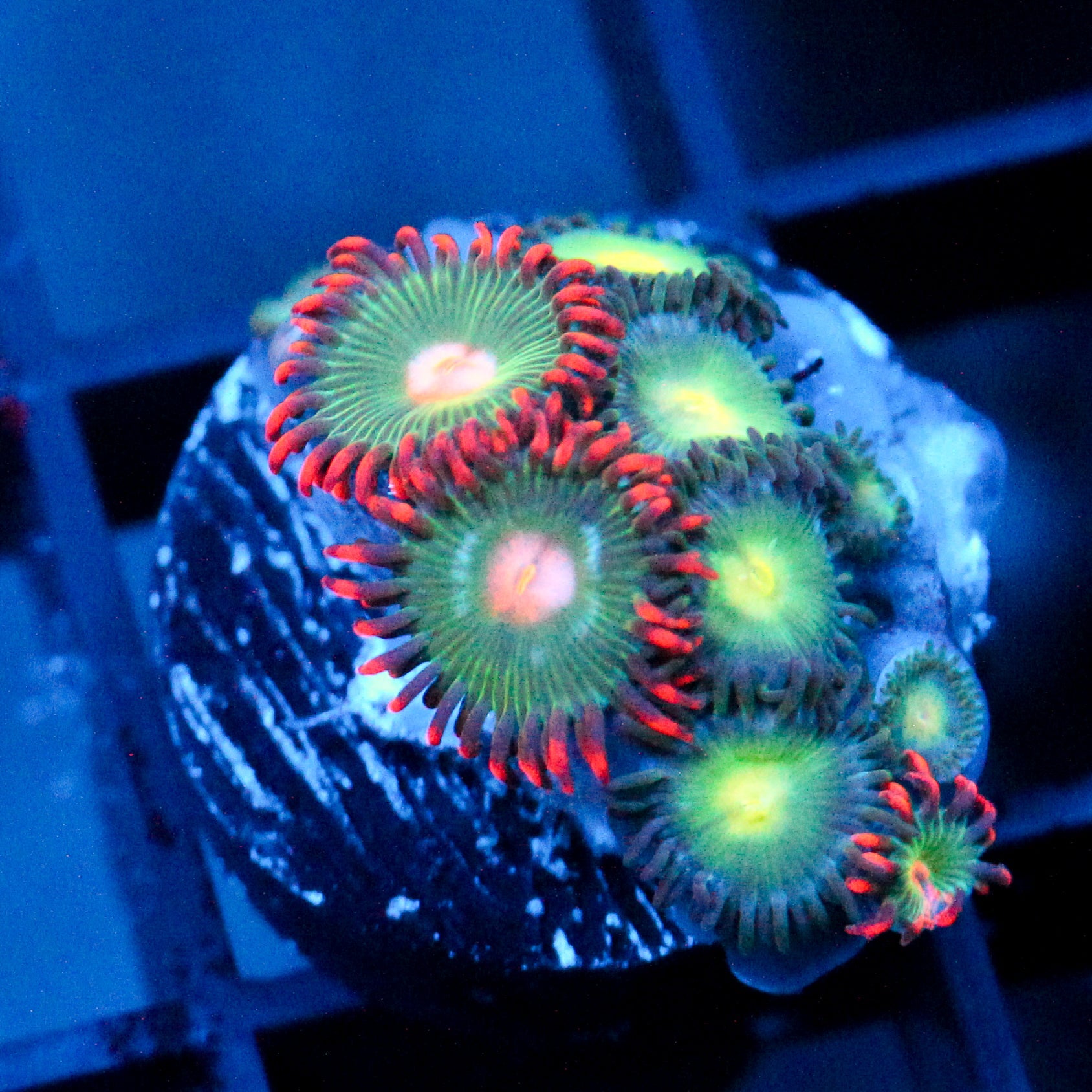 JC Gatorade Mix Zoanthid