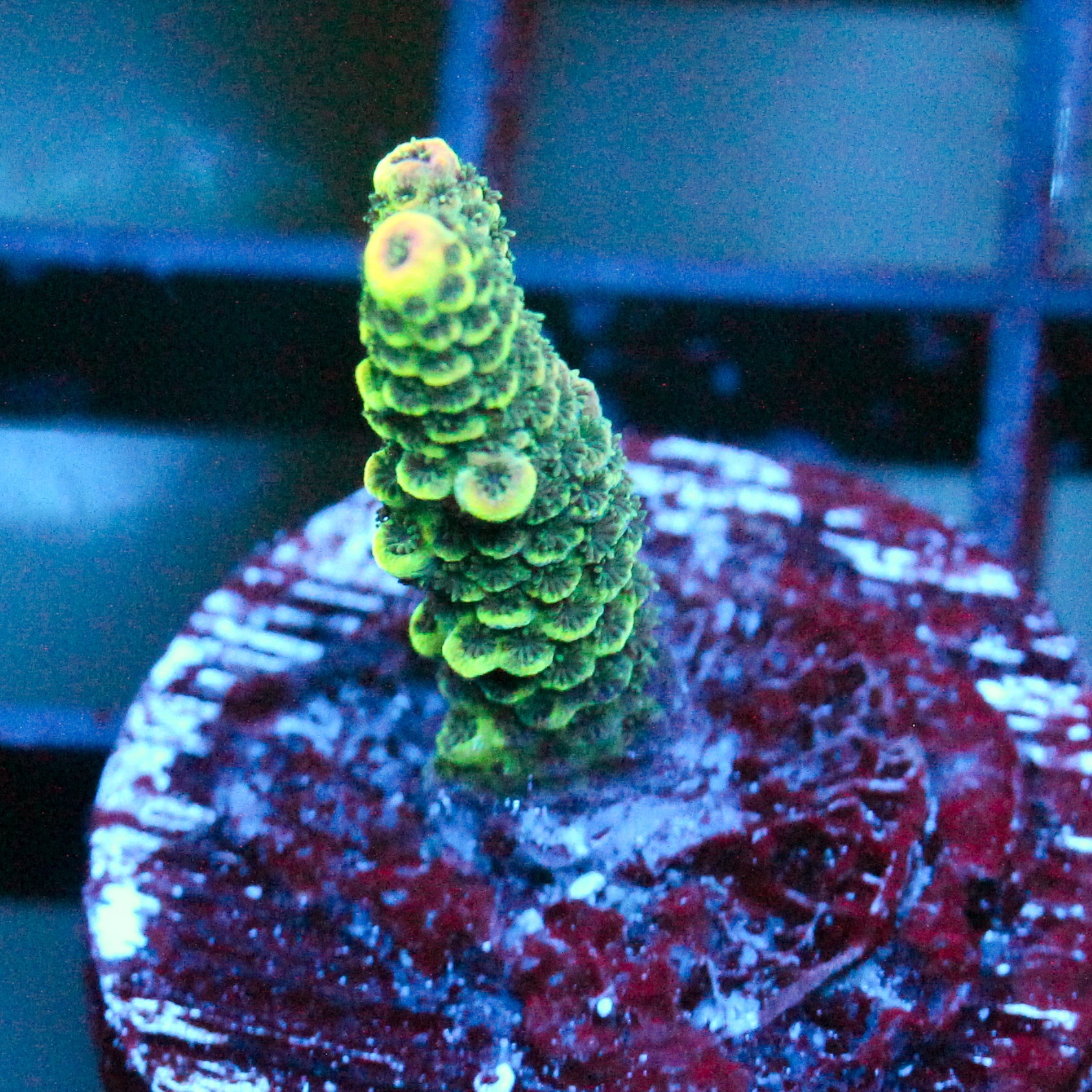 JC Green Extreme