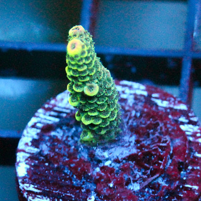 JC Green Extreme