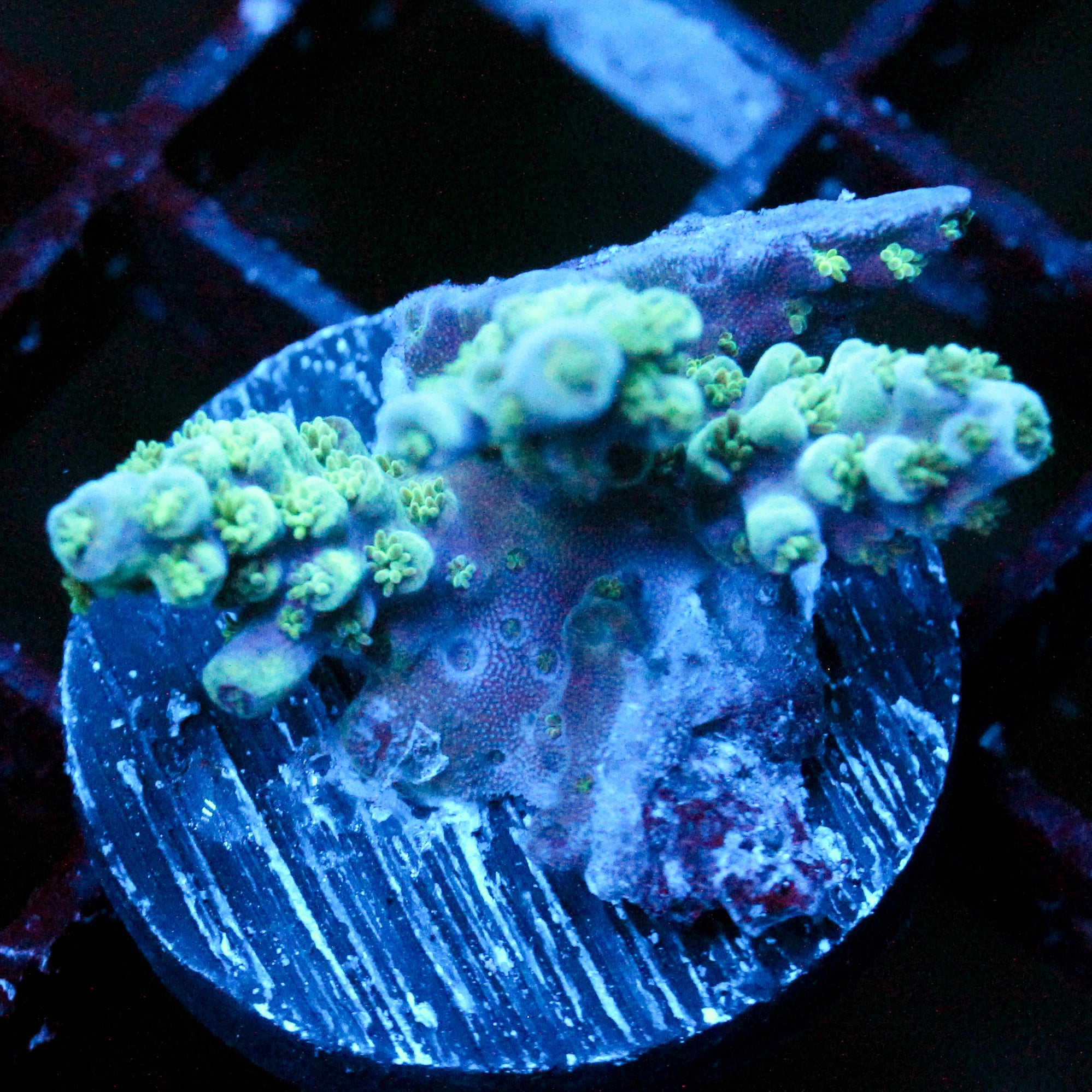 JC Mint Blast