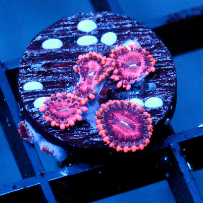JC Purple Empress Zoanthid