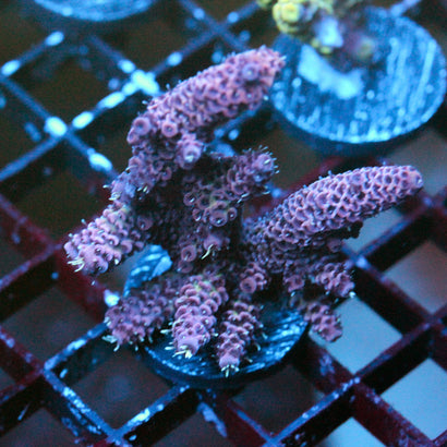 JC Purple Monster