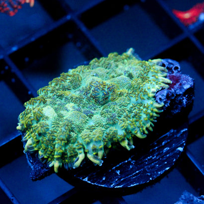 JC Camo Cushion Rhodactis